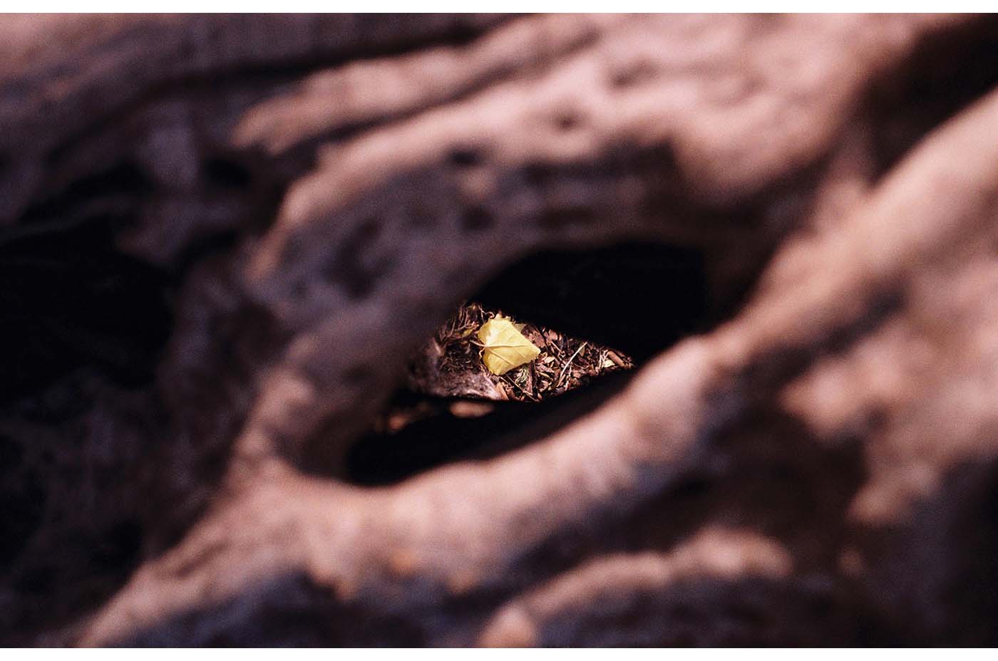 Yellow leaf seen through a hole in a tree trunk