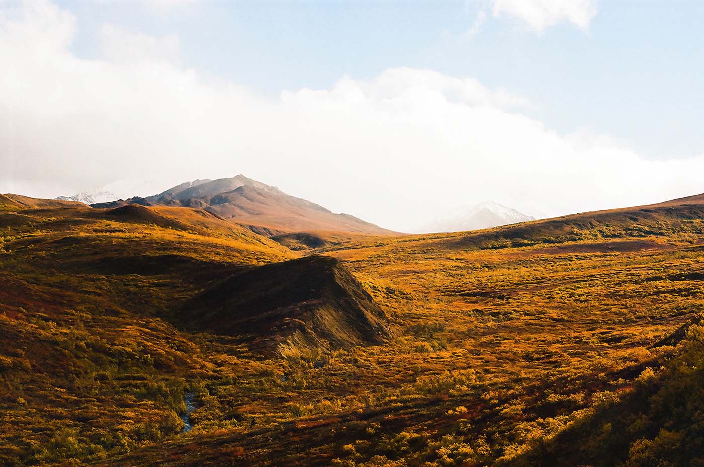 Golden field and mountains during Autumn in Denali, Alaska