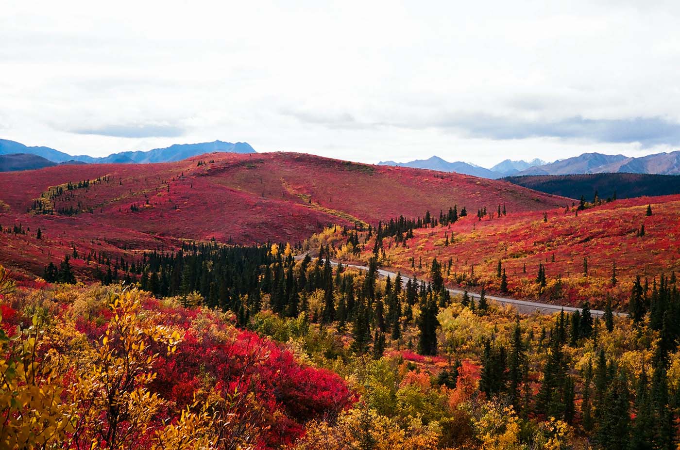 Red, Autumn landscape in the mountains in Denali, Alaska