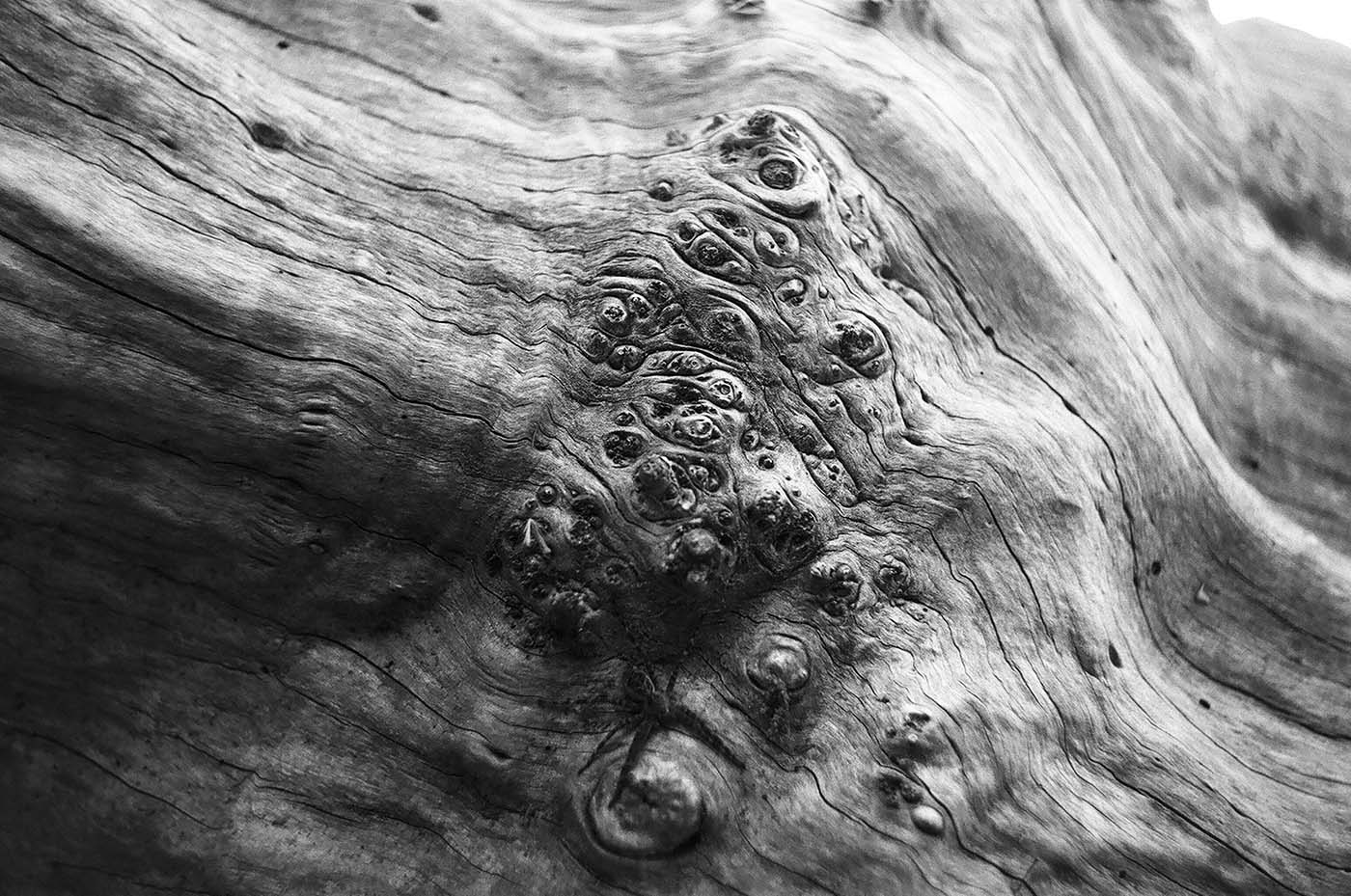 Tree trunk with textures and blemishes, there is a hidden spider