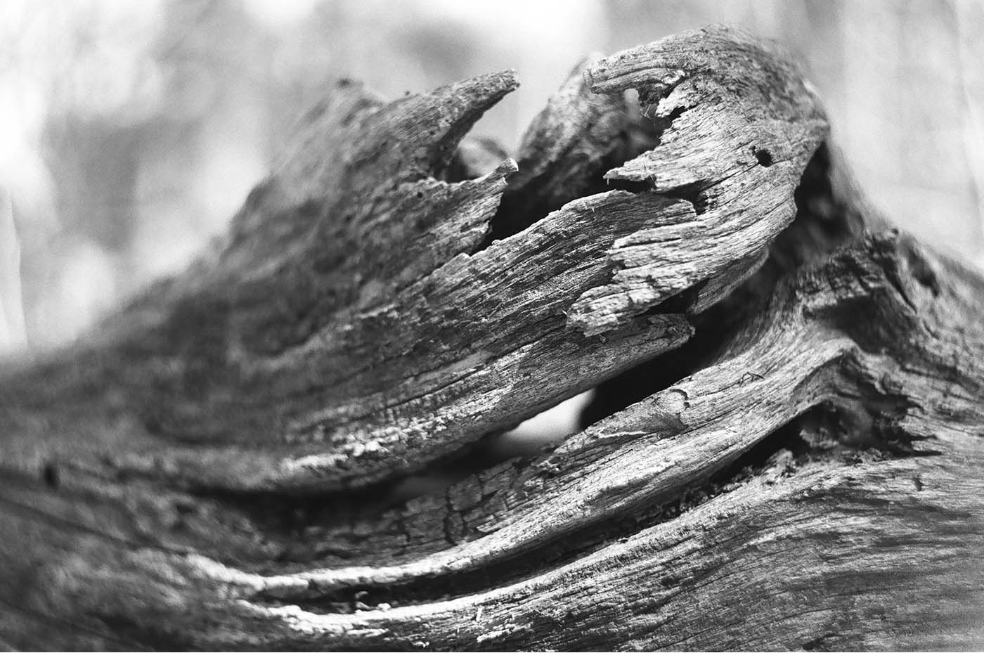 Wood swirl with nice texture