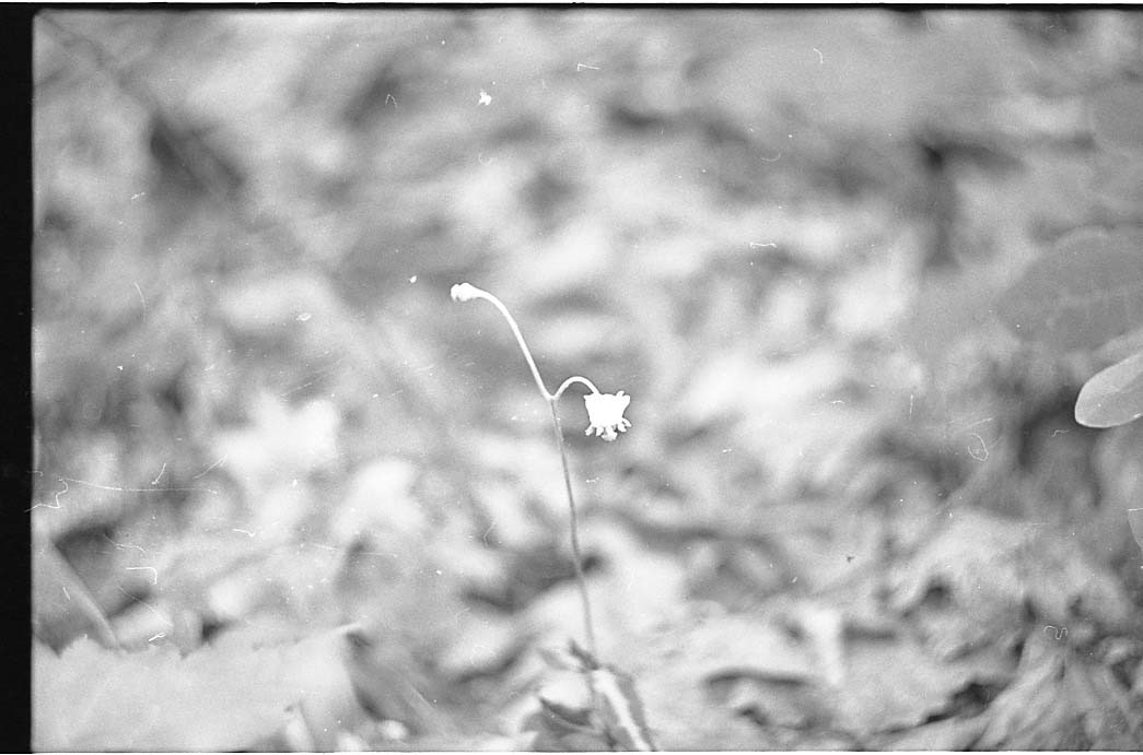 Overexposed photograph of flower in vintage vibe