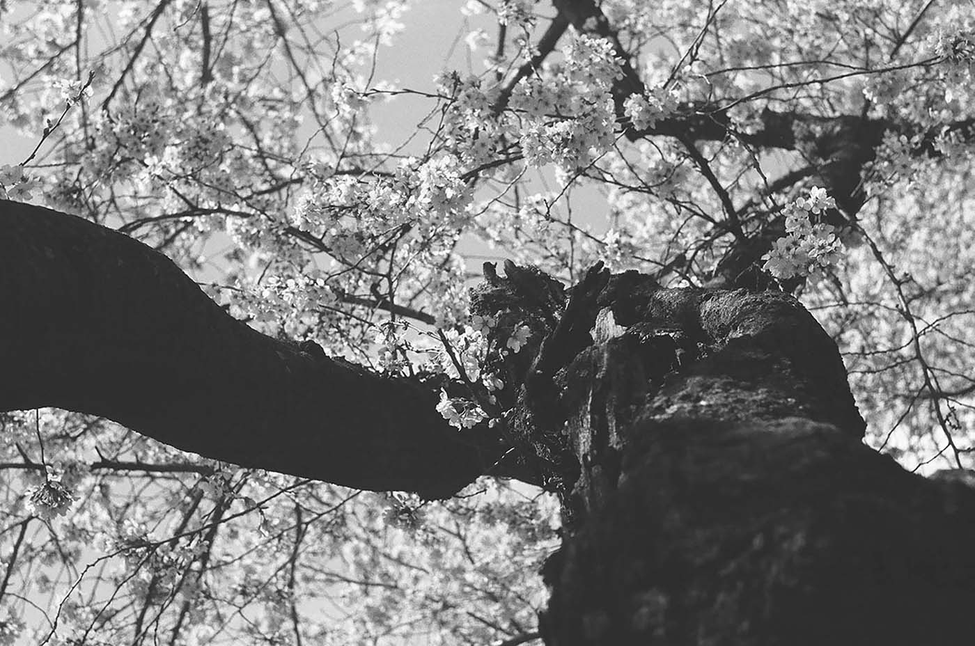 Cherry blossom and tree trunk with two branches