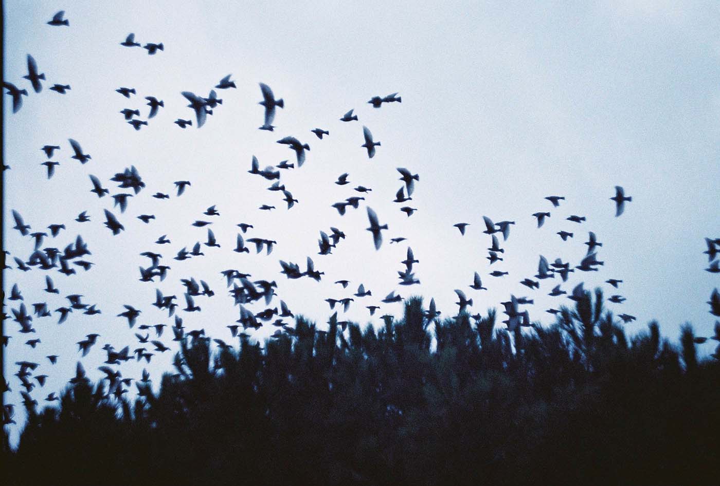 Haunting image of birds flying in the evening