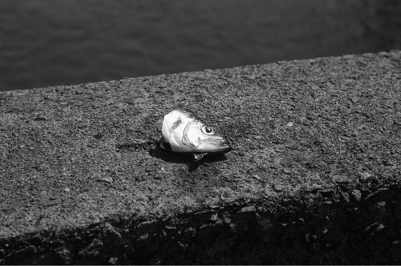 Fish head left on bridge railing