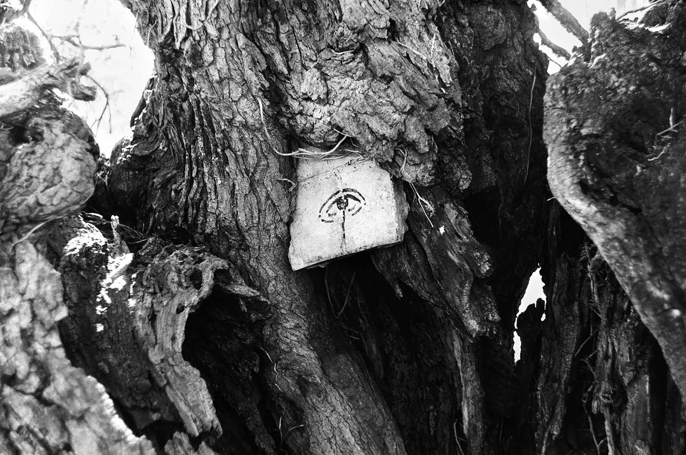 Tree with concrete slab and eye painted on it