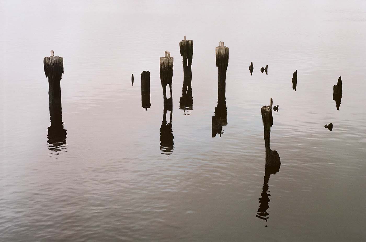 Wooden pillars from old pier in still water, peaceful look