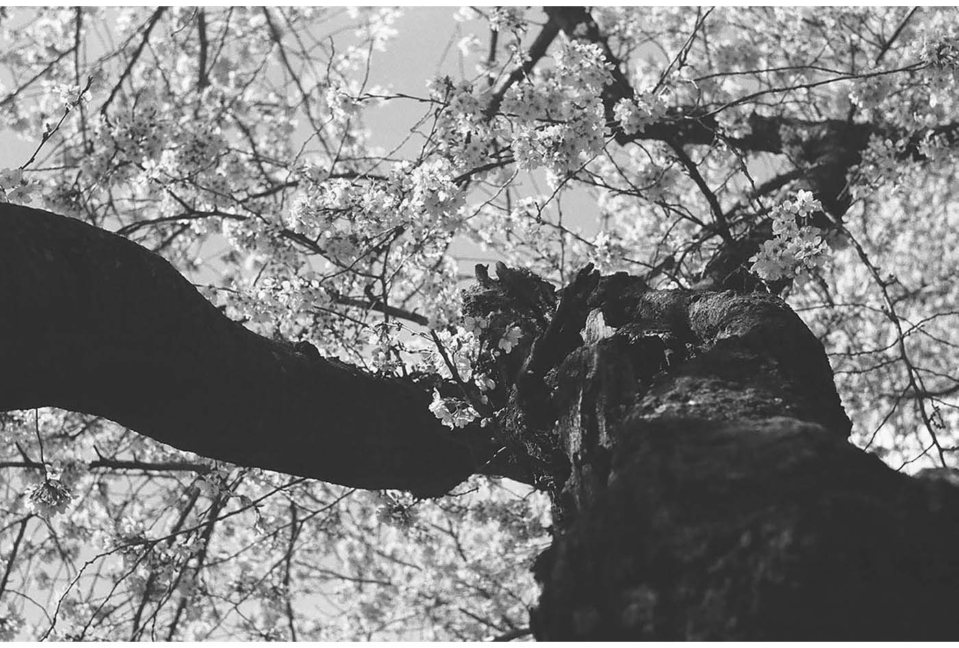 Cherry blossom and tree trunk with two branches