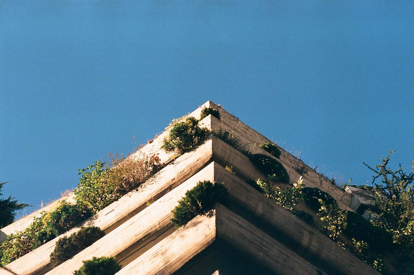 Architecture photograph, corner of a concrete building with plants