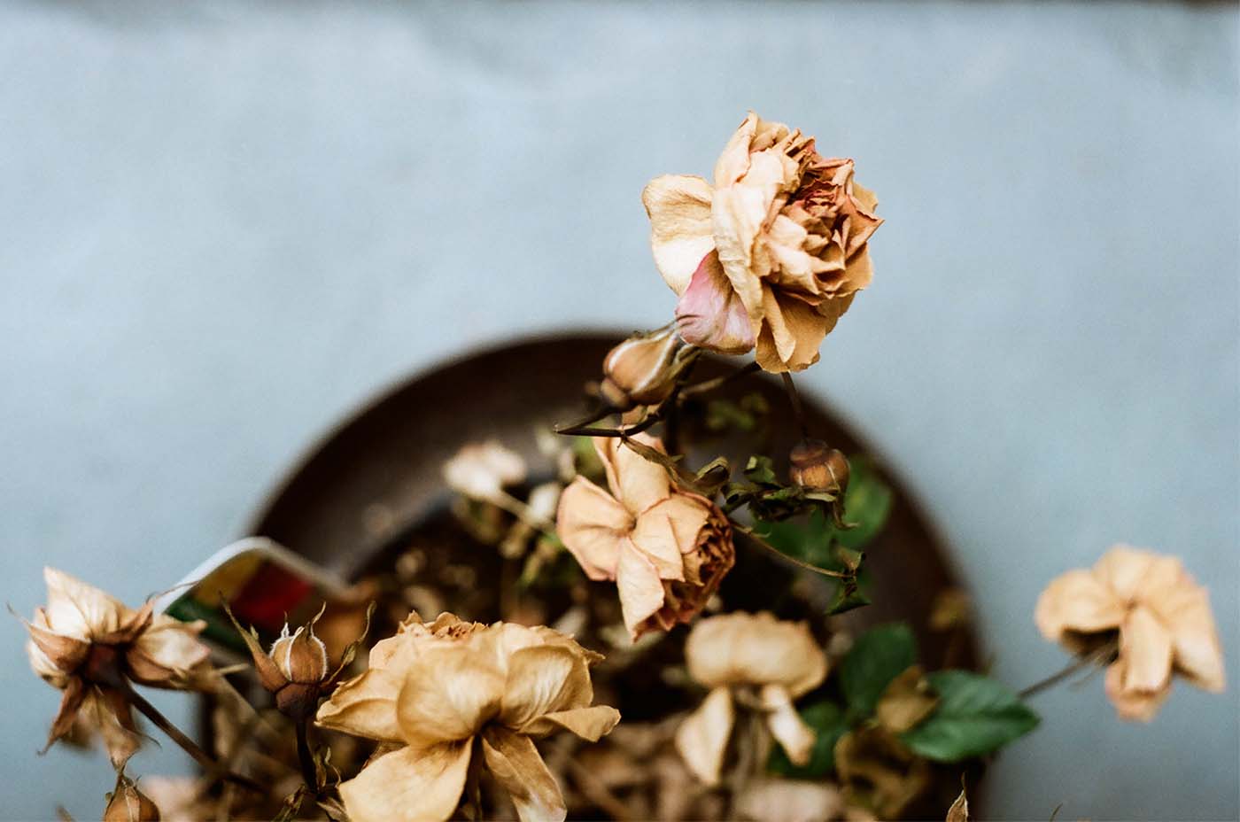 Drying roses in pot, organic shapes and colors