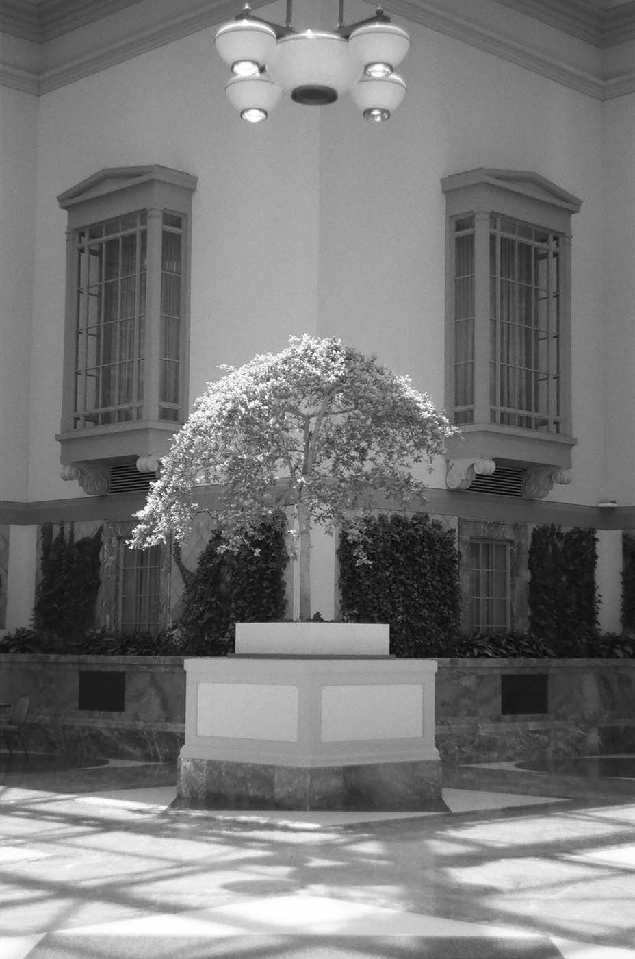 Tree at the Library of Chicago Mediterranean patio